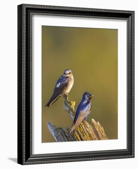 Purple Martins (Progne Subis) on Snag, Lake Sammamish, Washington, USA-Gary Luhm-Framed Photographic Print