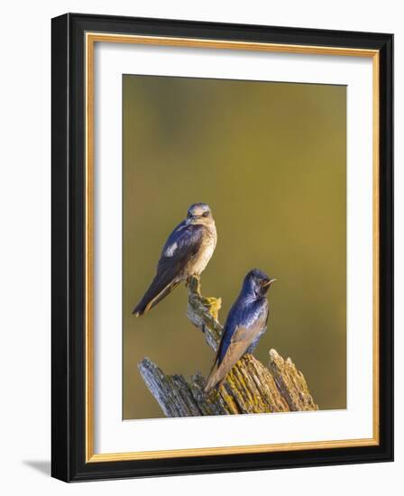 Purple Martins (Progne Subis) on Snag, Lake Sammamish, Washington, USA-Gary Luhm-Framed Photographic Print