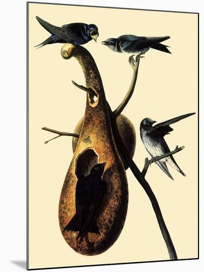 Purple Martins-John James Audubon-Mounted Giclee Print