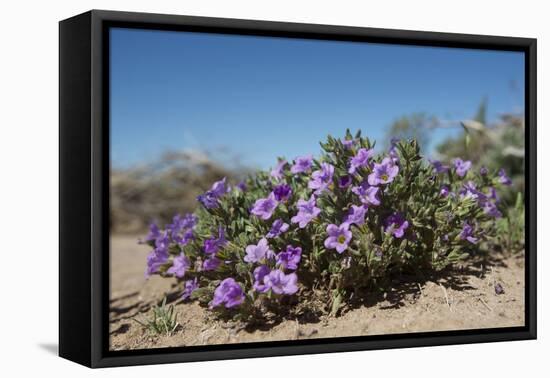 Purple Mat an Attractive Desert Flower Found in Organ Pipe Cactus Nm-Richard Wright-Framed Premier Image Canvas