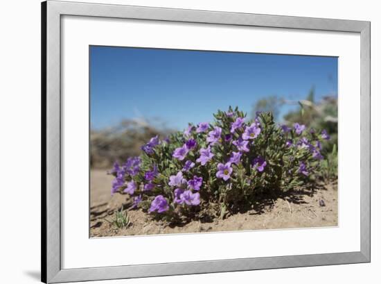 Purple Mat an Attractive Desert Flower Found in Organ Pipe Cactus Nm-Richard Wright-Framed Photographic Print