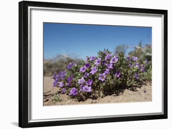 Purple Mat an Attractive Desert Flower Found in Organ Pipe Cactus Nm-Richard Wright-Framed Photographic Print