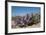 Purple Mat an Attractive Desert Flower Found in Organ Pipe Cactus Nm-Richard Wright-Framed Photographic Print