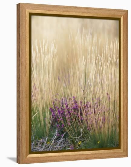 Purple Moor Grass (Molinia Caerulea)-Adrian Bicker-Framed Premier Image Canvas