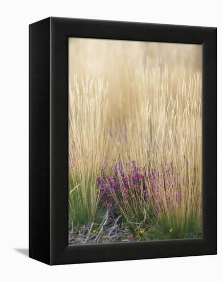 Purple Moor Grass (Molinia Caerulea)-Adrian Bicker-Framed Premier Image Canvas