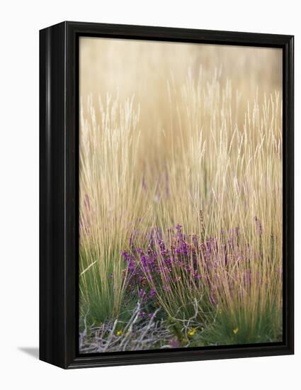 Purple Moor Grass (Molinia Caerulea)-Adrian Bicker-Framed Premier Image Canvas