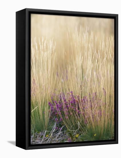 Purple Moor Grass (Molinia Caerulea)-Adrian Bicker-Framed Premier Image Canvas