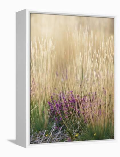 Purple Moor Grass (Molinia Caerulea)-Adrian Bicker-Framed Premier Image Canvas