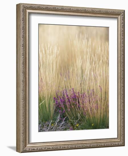 Purple Moor Grass (Molinia Caerulea)-Adrian Bicker-Framed Photographic Print