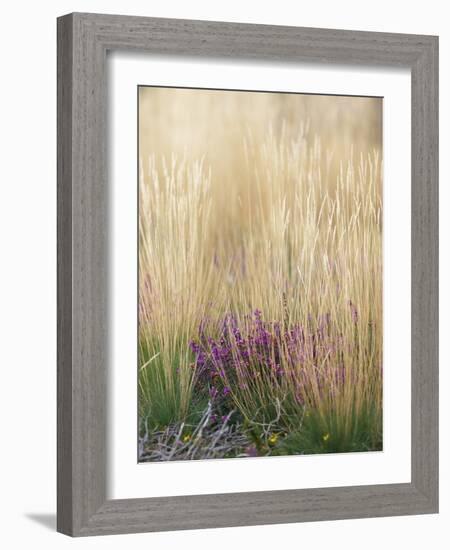 Purple Moor Grass (Molinia Caerulea)-Adrian Bicker-Framed Photographic Print