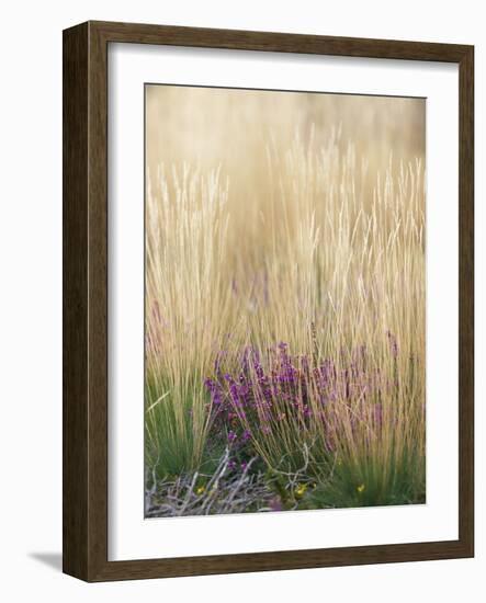 Purple Moor Grass (Molinia Caerulea)-Adrian Bicker-Framed Photographic Print