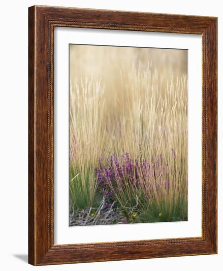 Purple Moor Grass (Molinia Caerulea)-Adrian Bicker-Framed Photographic Print