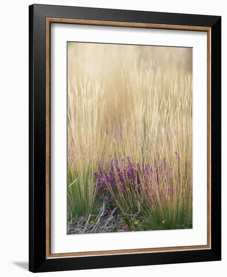 Purple Moor Grass (Molinia Caerulea)-Adrian Bicker-Framed Photographic Print