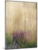 Purple Moor Grass (Molinia Caerulea)-Adrian Bicker-Mounted Photographic Print