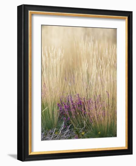 Purple Moor Grass (Molinia Caerulea)-Adrian Bicker-Framed Photographic Print