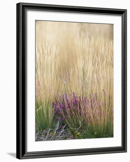 Purple Moor Grass (Molinia Caerulea)-Adrian Bicker-Framed Photographic Print