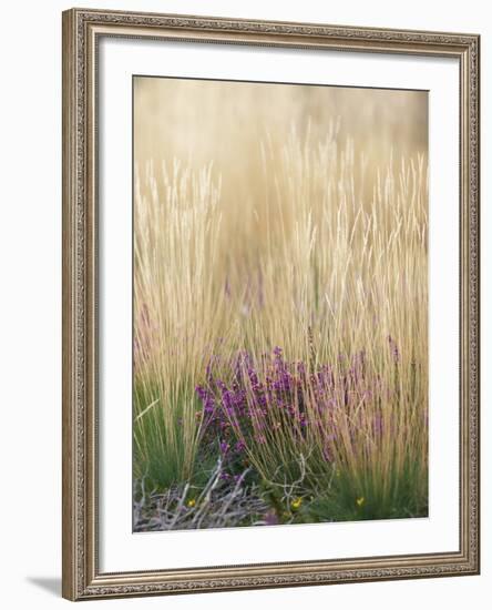 Purple Moor Grass (Molinia Caerulea)-Adrian Bicker-Framed Photographic Print