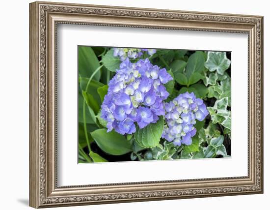 Purple Mophead hydrangea, USA-Lisa Engelbrecht-Framed Photographic Print