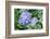 Purple Mophead hydrangea, USA-Lisa Engelbrecht-Framed Photographic Print