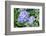 Purple Mophead hydrangea, USA-Lisa Engelbrecht-Framed Photographic Print