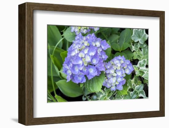 Purple Mophead hydrangea, USA-Lisa Engelbrecht-Framed Photographic Print