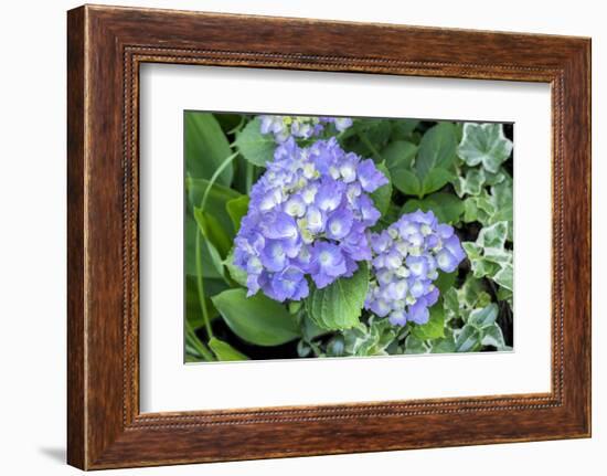 Purple Mophead hydrangea, USA-Lisa Engelbrecht-Framed Photographic Print