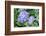 Purple Mophead hydrangea, USA-Lisa Engelbrecht-Framed Photographic Print