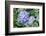 Purple Mophead hydrangea, USA-Lisa Engelbrecht-Framed Photographic Print