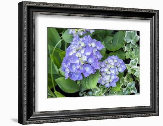 Purple Mophead hydrangea, USA-Lisa Engelbrecht-Framed Photographic Print