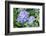 Purple Mophead hydrangea, USA-Lisa Engelbrecht-Framed Photographic Print