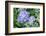 Purple Mophead hydrangea, USA-Lisa Engelbrecht-Framed Photographic Print