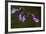 Purple Morning Buds-Gordon Semmens-Framed Photographic Print