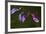 Purple Morning Buds-Gordon Semmens-Framed Photographic Print