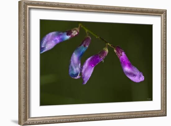 Purple Morning Buds-Gordon Semmens-Framed Photographic Print