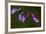 Purple Morning Buds-Gordon Semmens-Framed Photographic Print