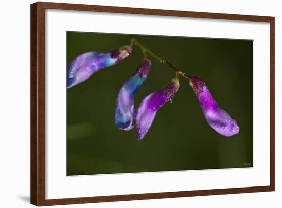 Purple Morning Buds-Gordon Semmens-Framed Photographic Print