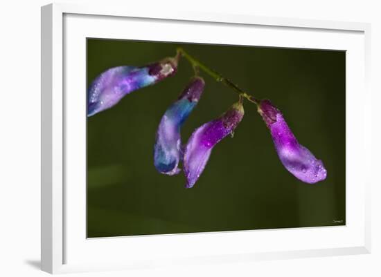 Purple Morning Buds-Gordon Semmens-Framed Photographic Print