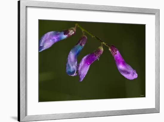 Purple Morning Buds-Gordon Semmens-Framed Photographic Print