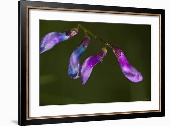 Purple Morning Buds-Gordon Semmens-Framed Photographic Print