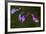 Purple Morning Buds-Gordon Semmens-Framed Photographic Print