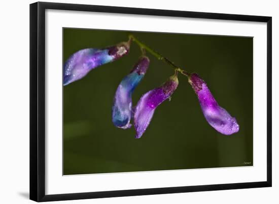 Purple Morning Buds-Gordon Semmens-Framed Photographic Print