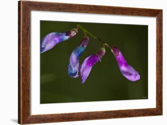 Purple Morning Buds-Gordon Semmens-Framed Photographic Print