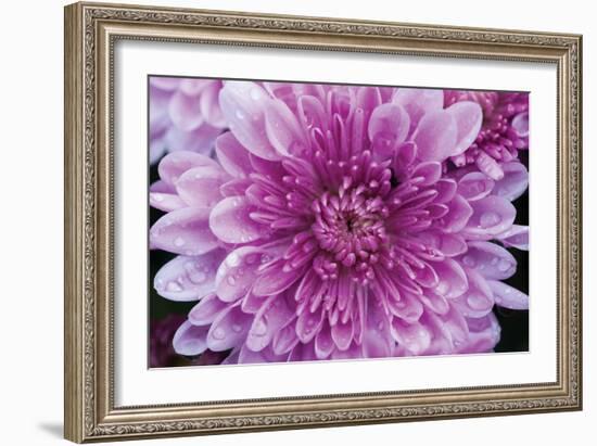 Purple Mum II-Erin Berzel-Framed Photographic Print