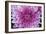 Purple Mum II-Erin Berzel-Framed Photographic Print