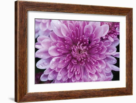 Purple Mum II-Erin Berzel-Framed Photographic Print