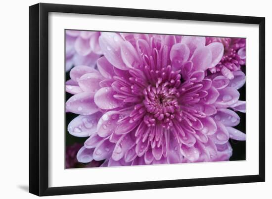 Purple Mum II-Erin Berzel-Framed Photographic Print