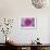 Purple Mum II-Erin Berzel-Framed Photographic Print displayed on a wall