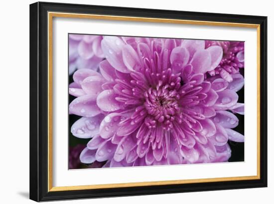 Purple Mum II-Erin Berzel-Framed Photographic Print