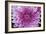 Purple Mum II-Erin Berzel-Framed Photographic Print