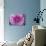 Purple Mum II-Erin Berzel-Photographic Print displayed on a wall